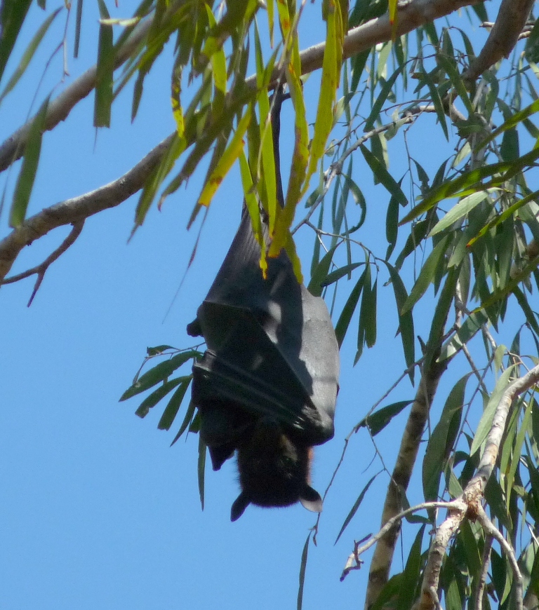 Flying Fox